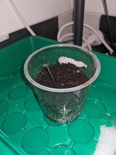 PXL_20240415_211634552