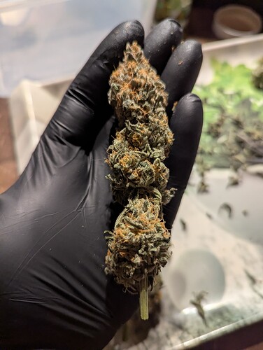 Growreport Bild 4