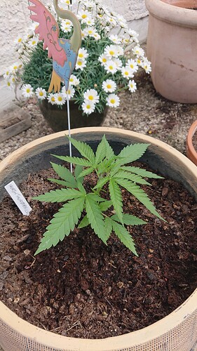 Growreport Bild 40