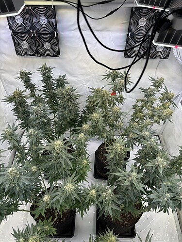 Growreport Bild 31
