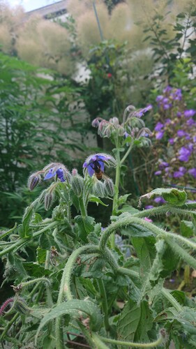 Growreport Bild 60