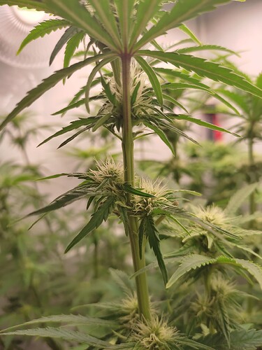 Growreport Bild 8