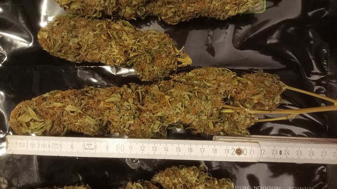 Growreport Bild 38