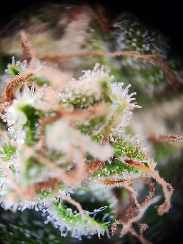 Growreport Bild 5