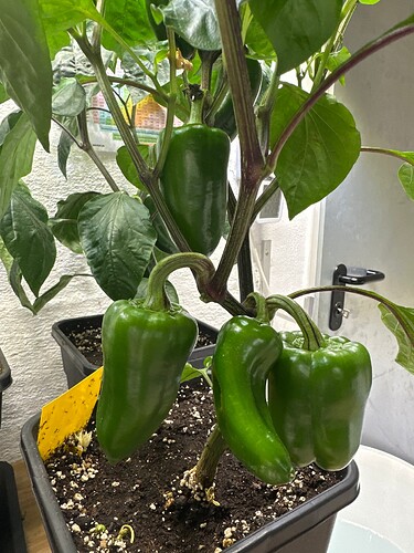 Growreport Bild 43