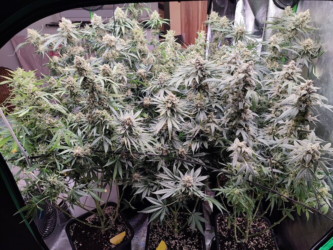 Growreport Bild 20