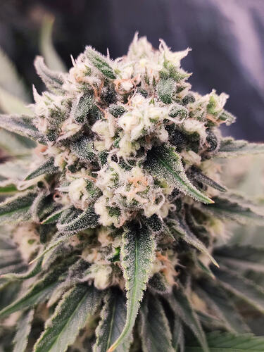 Growreport Bild 4