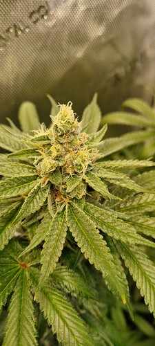 Growreport Bild 7