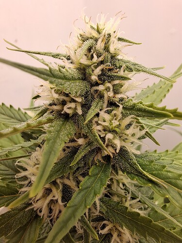 Growreport Bild 138