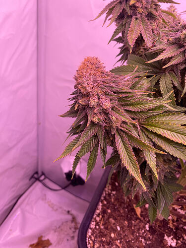 Growreport Bild 15