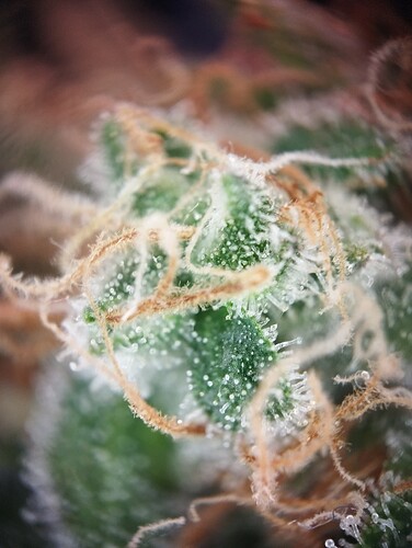 IMG_20250310_123246 - Kopie