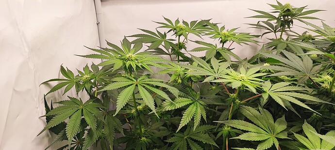 Growreport Bild 6