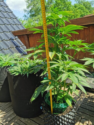 Growreport Bild 5