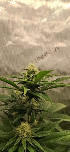 Growreport Bild 6