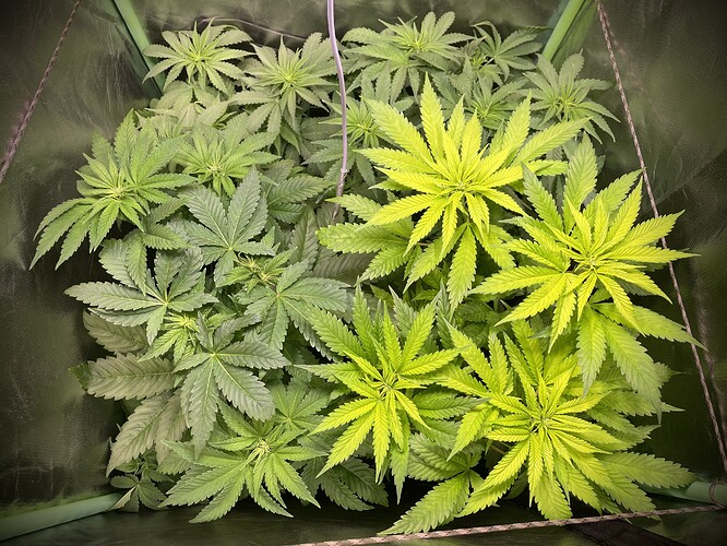Growreport Bild 3