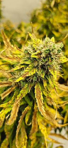 Growreport Bild 27