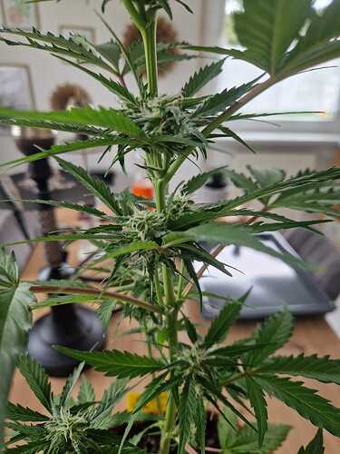 WhatsApp Image 2024-05-27 at 12.39.43 (2)