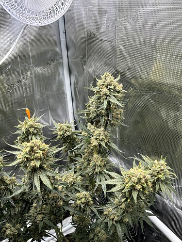 Growreport Bild 3