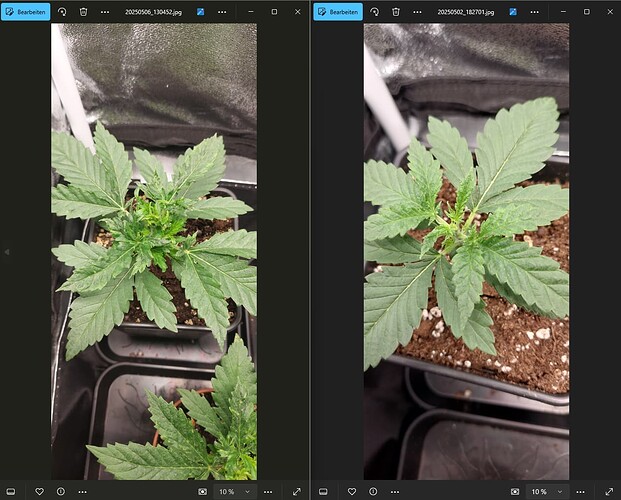 Growreport Bild 6