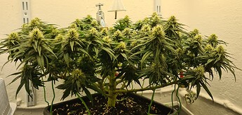 Growreport Bild 85
