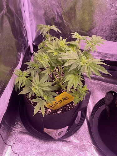 Growreport Bild 1