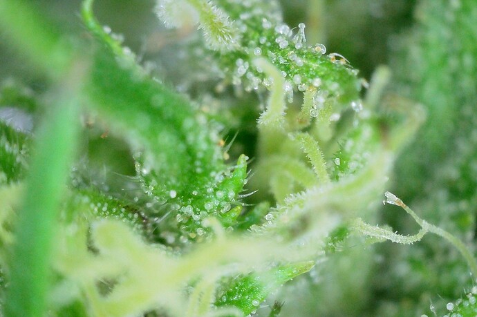 Grow25_1006_Trichome_DW_1
