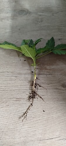 Growreport Bild 15