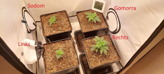 Growreport Bild 1