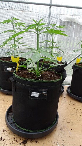Growreport Bild 4