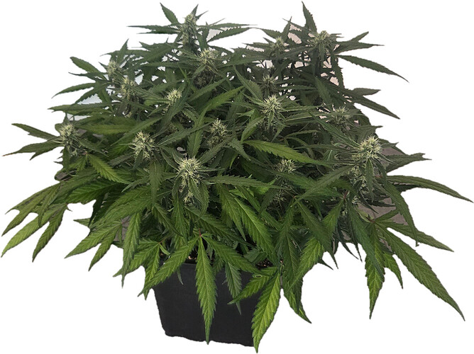 Eine gesunde, buschige Cannabis-Pflanze in der frühen Blütephase, die nach dem Entlauben und LST (Low Stress Training) fotografiert wurde.
