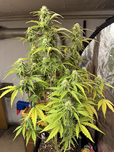 Growreport Bild 5