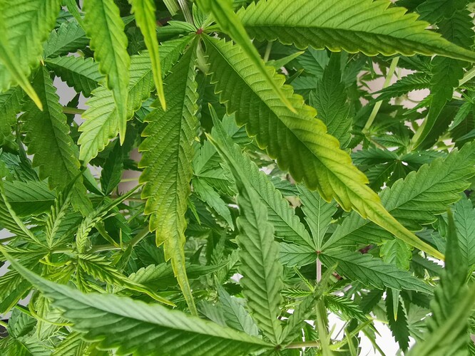 Growreport Bild 4