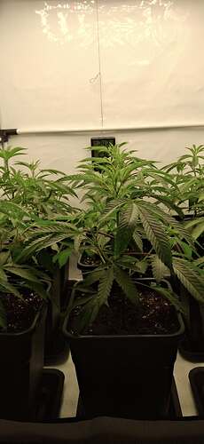 Growreport Bild 20