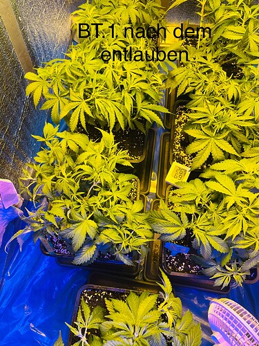 Growreport Bild 2