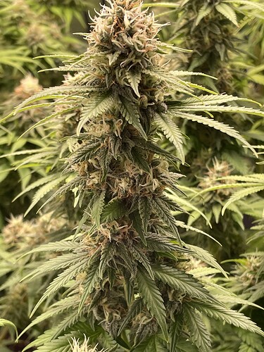 Growreport Bild 4