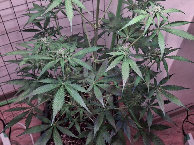 Growreport Bild 178
