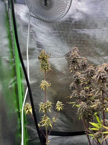 Growreport Bild 9