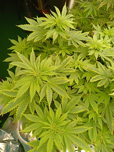 Growreport Bild 1