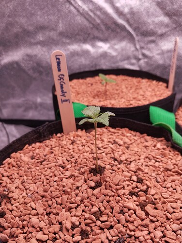 IMG_20241124_130719 - Kopie