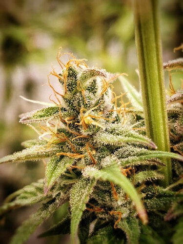 Growreport Bild 2