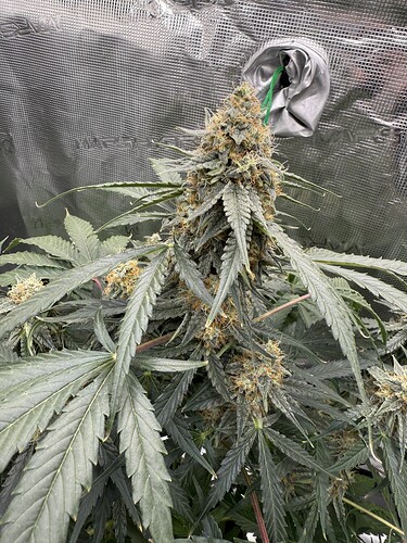 Growreport Bild 15