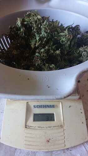 Growreport Bild 37