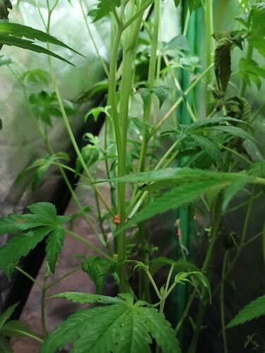 Growreport Bild 5