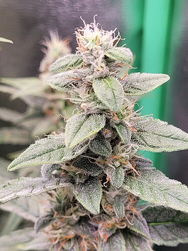 Growreport Bild 23