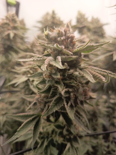Growreport Bild 41