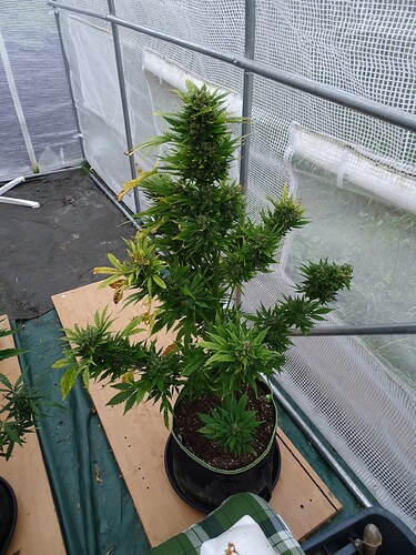 Growreport Bild 3