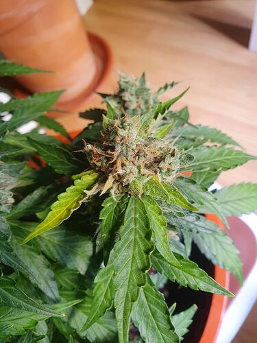 Growreport Bild 7