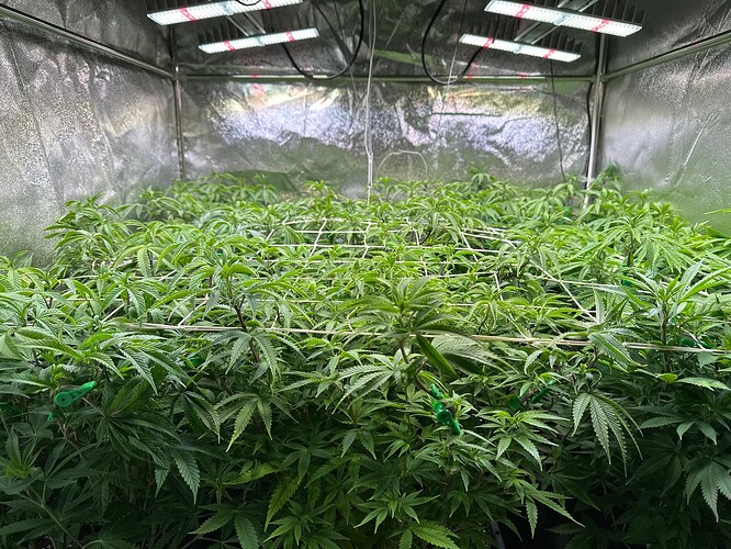 Growreport Bild 1