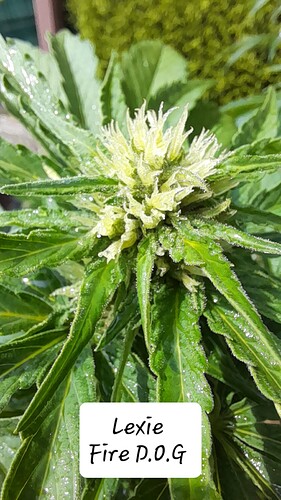 Growreport Bild 24
