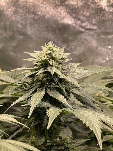 Growreport Bild 6